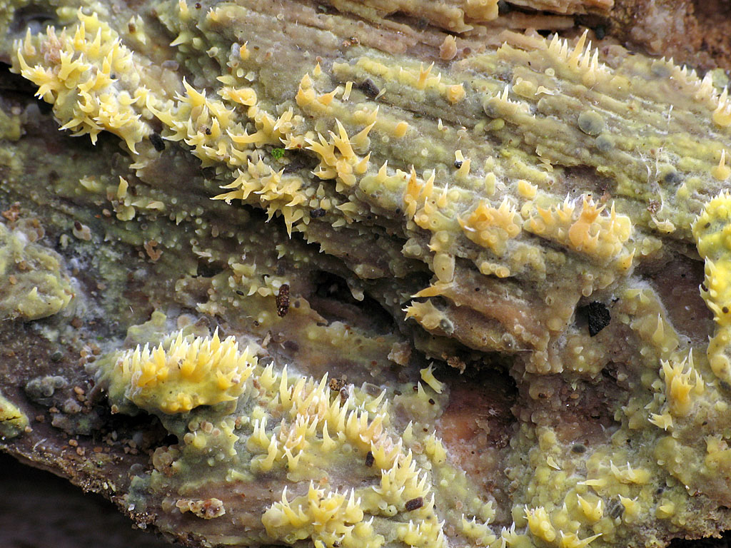 Une photo d'un Mycoacia fuscoatra